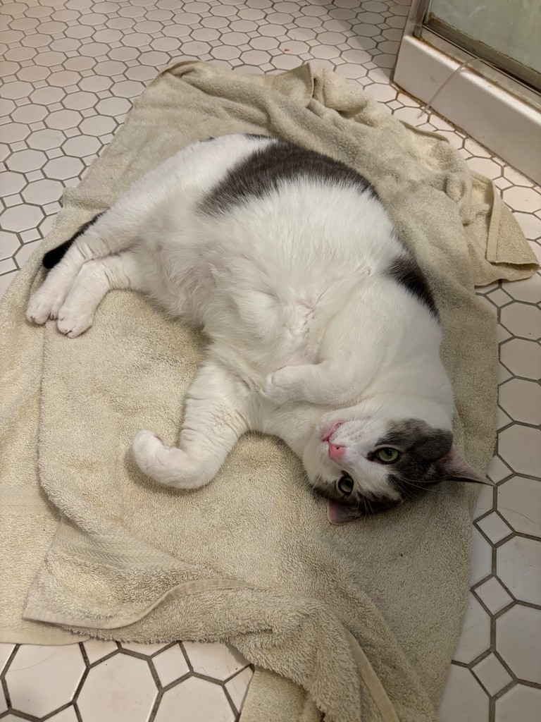 Ah, wet towels
.
#jasperthegreat #domesticshorthair #meow #cat #cats  #pets #nyccats #kitty #thedailykitten #pawsandpaws #instacat #dailyfluff #petoftheday #bestmeow #catlovers #catlife #catstagram