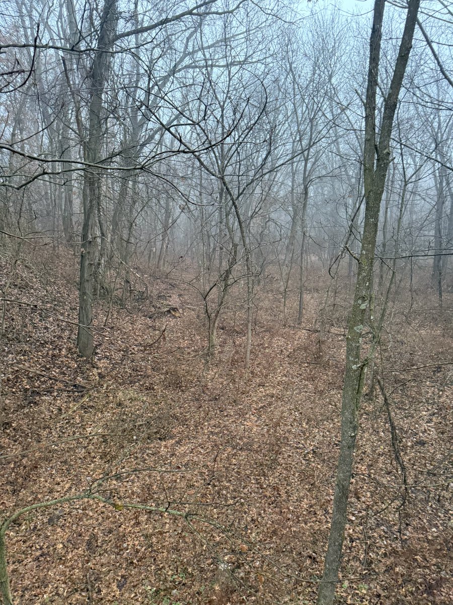 Tons of squirrels so far.  Really hoping for some deer activity today.  Very foggy right now.