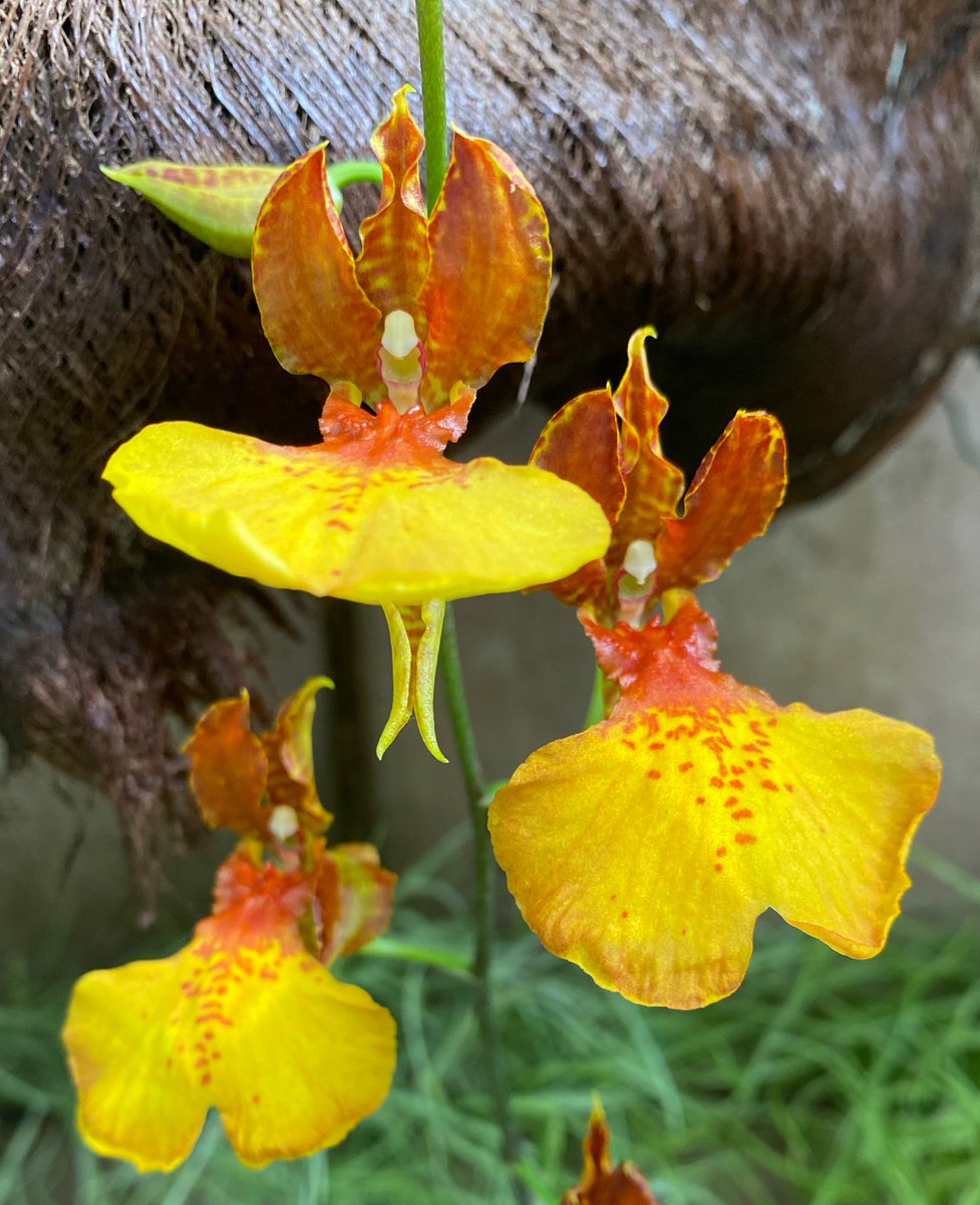 kapukamum's tweet photo. @TheMathersFoun1 @PetrovichBilly Aww. At the end of this journey here’s a little orchid angel for you Gill 🧡❣️💛 https://t.co/vXpthy7mWm