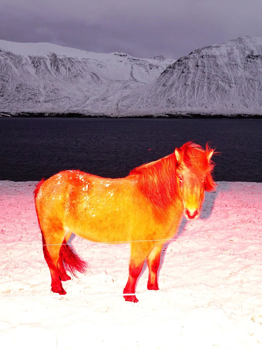 horseimage's tweet photo. “the red horse” by sasha elage https://t.co/0uZxFshsim