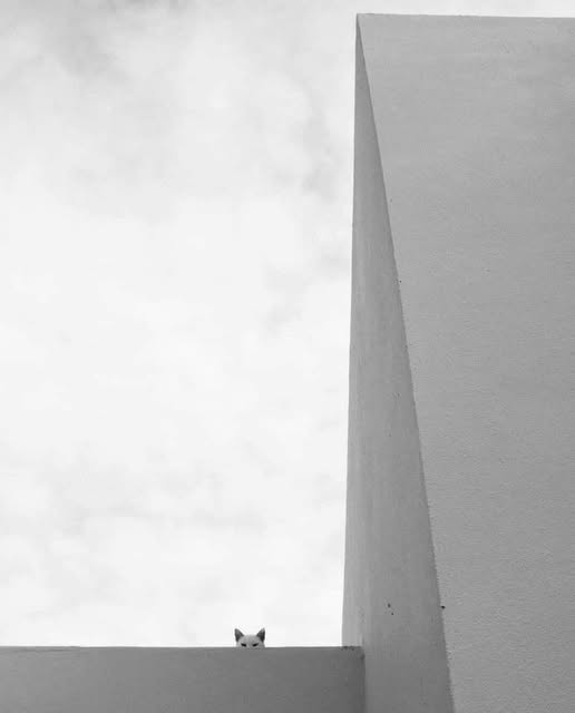 RaBeArt's tweet photo. Untitled. Where is the cat?. Photographer: Ran Beneli @ranbeneli
#photo #ranbeneli #cat #simple #simply #streetphotography https://t.co/qES5MqhMz6