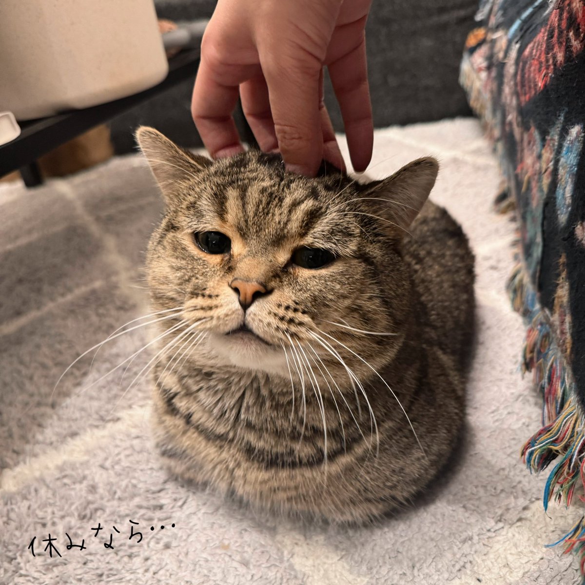 KinakoNeko_mxp's tweet photo. お休みに突入したので、愛（めで）祭りを開催します。 https://t.co/6bXmktxuzt