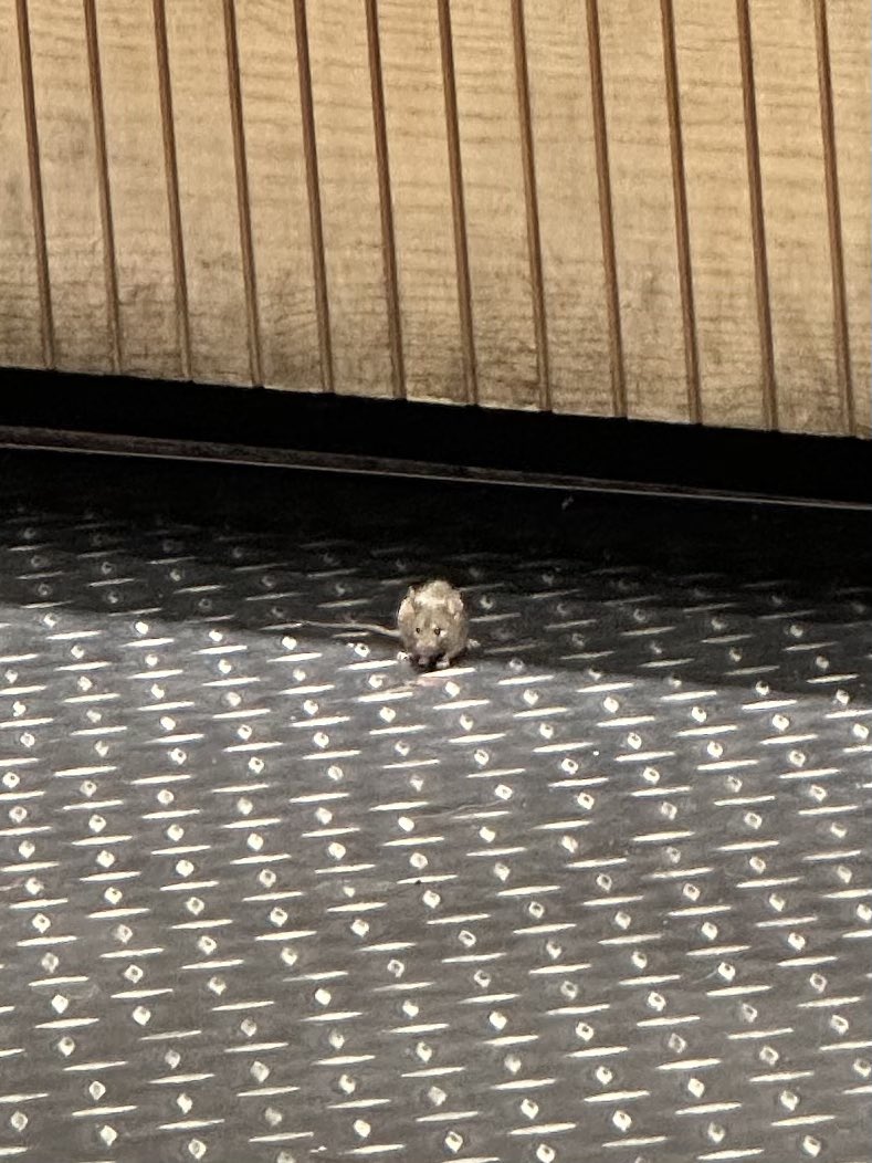 mostlysocial's tweet image. Mice in @Pret Hammersmith Broadway 28/12/24