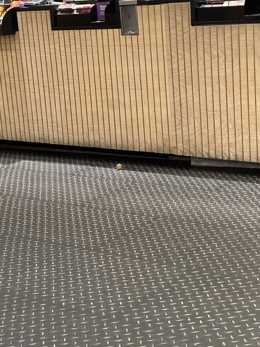 mostlysocial's tweet image. Mice in @Pret Hammersmith Broadway 28/12/24