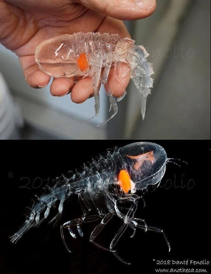DanteFenolio's tweet photo. A giant mesopelagic amphipod (Cystisoma sp.). https://t.co/XZULYiBd8x