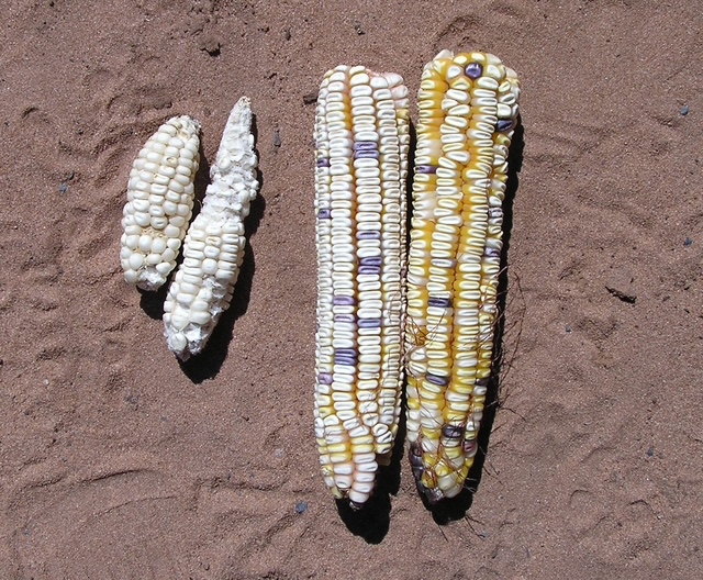Picture of maize I took about 30 years ago.  Left two corn cobs growing in the local community in Zimbabwe and two on right growing in same field, but on a patch of the land on which we were demonstrating the effect of first holding a herd of cattle on the land overnight for a