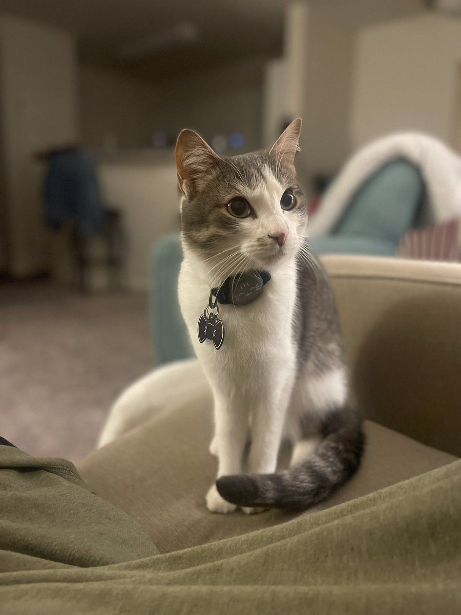 B_RICHyo's tweet photo. @keelyclove my cat https://t.co/06yGe6qk71