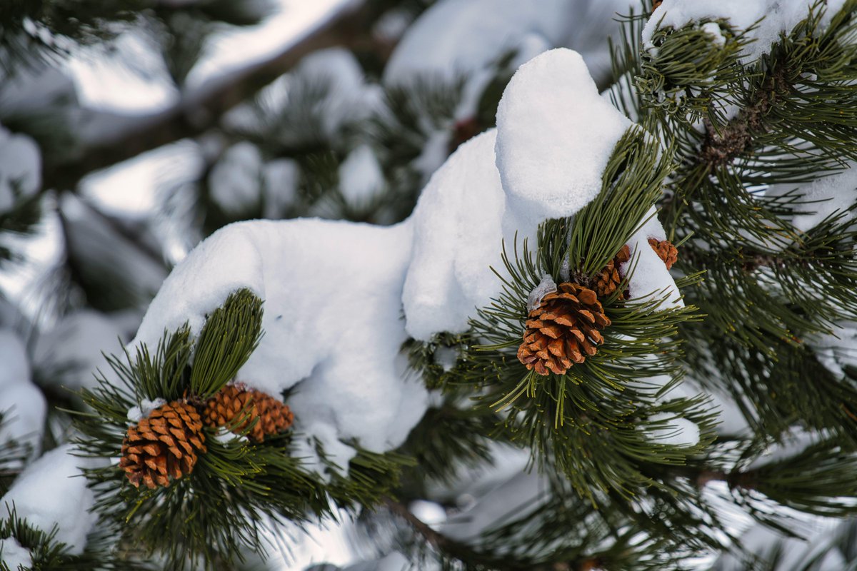 Persephone_Colo's tweet image. In the frost of January mornings, dreams are whispered into being, bold enough to defy the cold.
#HelloJanuary #HappyNewMonth