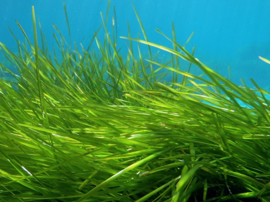 Va una noticia bona: avui he compartit unes braçades amb els companys del <a href="/CambrilsCN/">CambrilsClubNatació</a> a la Reserva Marina del Cavet i hem pogut gaudir de la praderia de posidònia i la fauna que hi habita. #posidònia #Cambrils #CostaDaurada