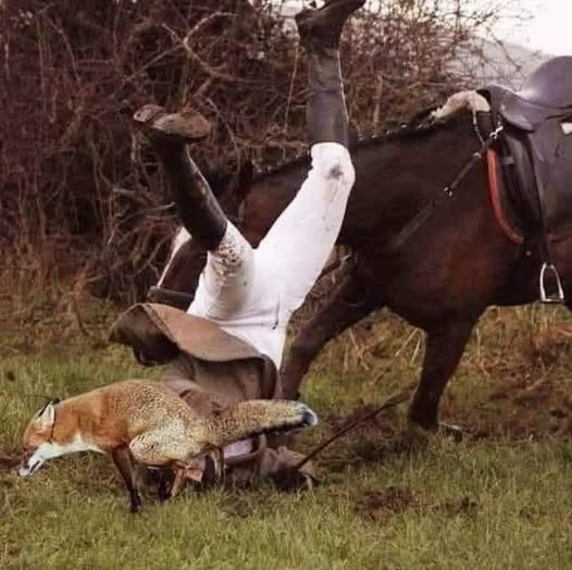 SueSuezep's tweet photo. Fox and horse are OK, don't know about the vermin in the white pants https://t.co/kERy3Zs2Q6