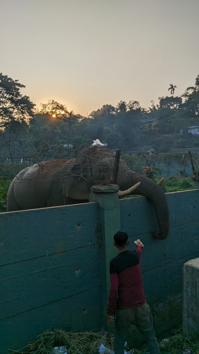 rishavkalita309's tweet image. Hon’ble CM @himantabiswa, a wild elephant near the Amchang Reserve Forest has been severely injured and struggling to survive for a month. It urgently needs medical attention and support. Kindly intervene to ensure its safety and recovery.🙏
 @moefcc @wii_india @FoElephants