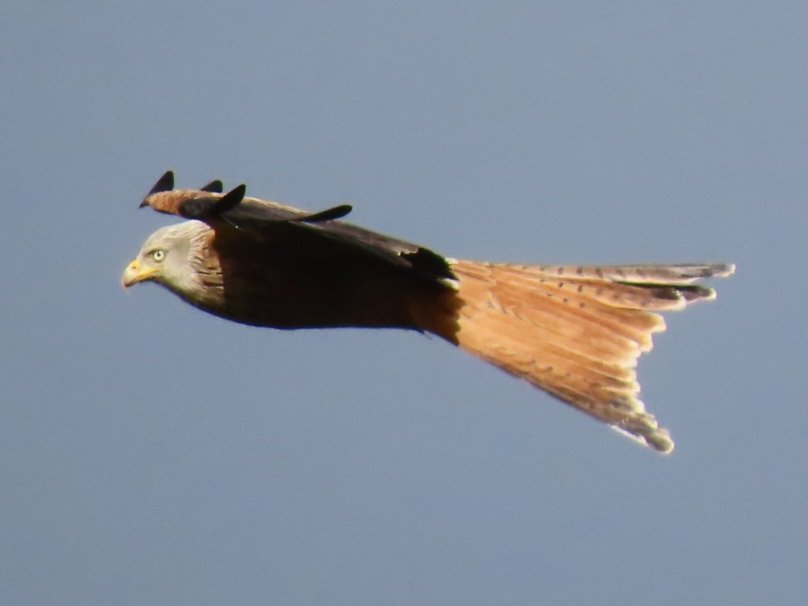 Kevin Clements tweet media