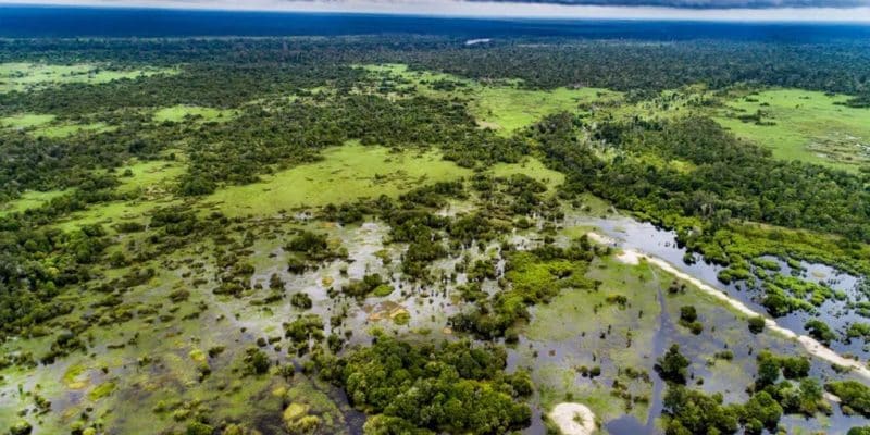 The Congo Basin peatlands store about 30% of the world's tropical peat carbon, holding 30 billion metric tons, and their preservation is crucial to preventing the release of carbon equivalent to 3 years of global fossil fuel emissions.