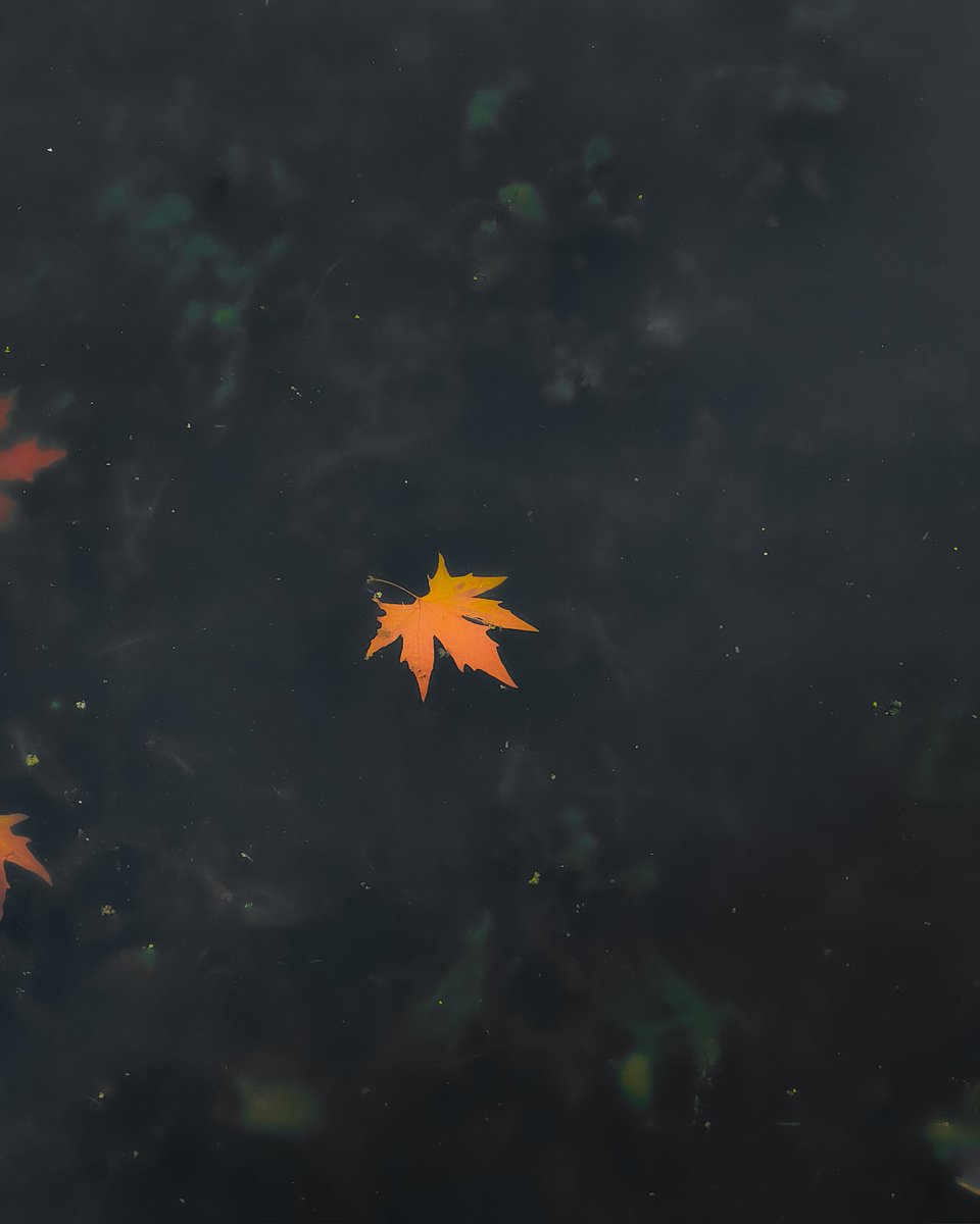 miraysar_'s tweet photo. 🍁 https://t.co/5JAM2aDNJc