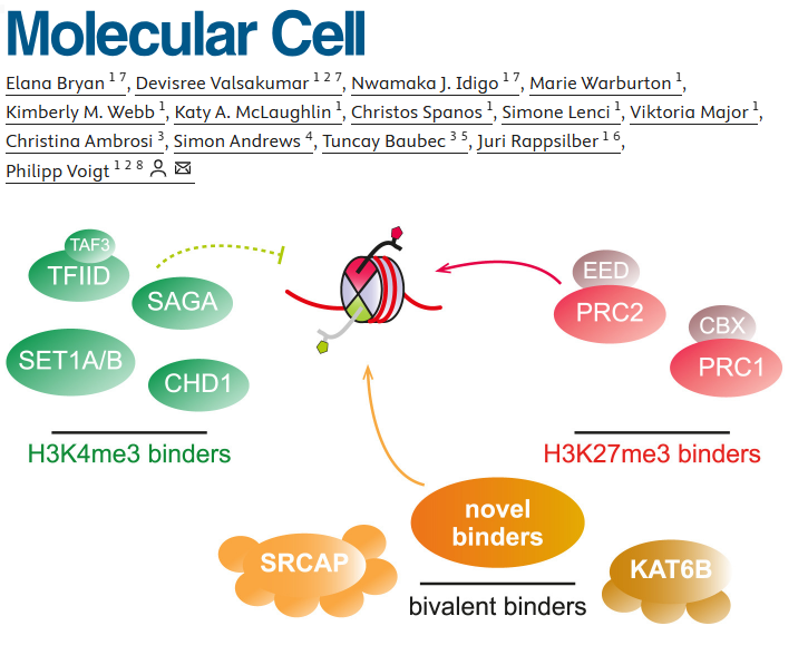 Nucleosomal asymmetry shapes histone mark binding and promotes poising at bivalent domains sciencedirect.com/science/articl…