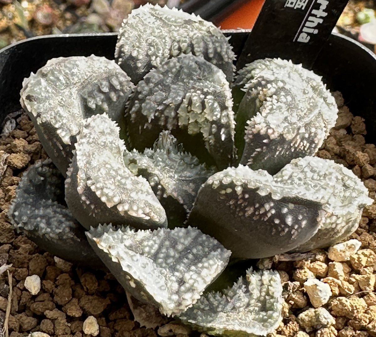 今年こそ植替えしてあげようと誓った先週末から1週間も経ってしまった…