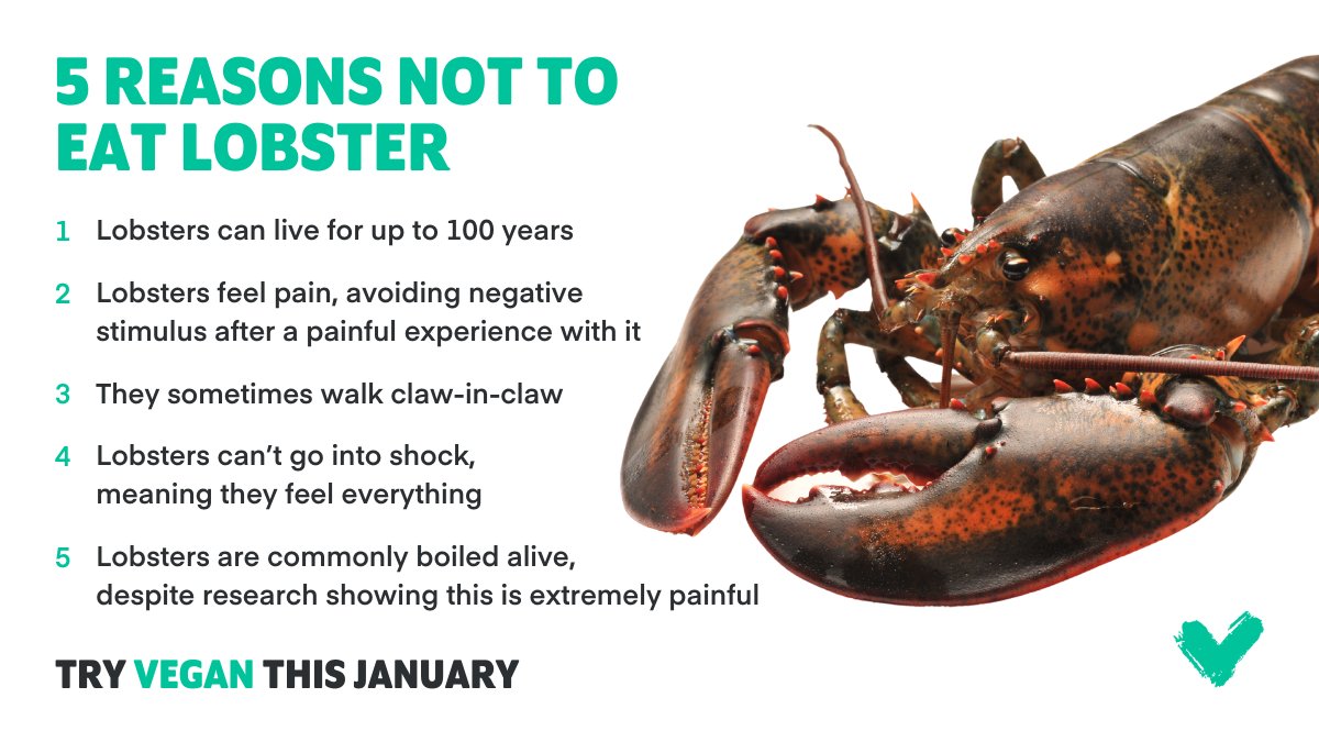 How fascinating are lobsters? 🦞🩷We can help you leave lobsters and other sea life off your plate. Try vegan with us—it's 100% free! 👇veganuary.com/Twitter🌱