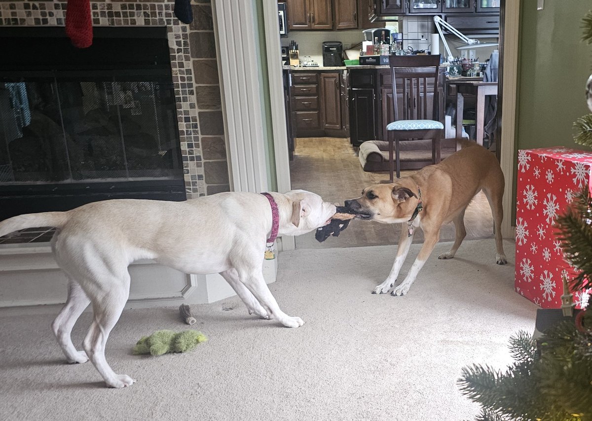 drnik46's tweet image. They've been playing all morning. #DailyRio #RubyRoo #RioAndRuby