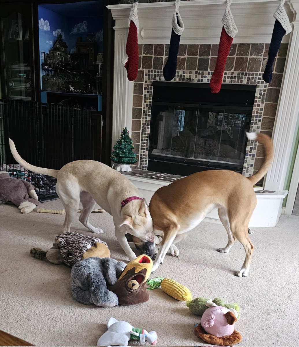 drnik46's tweet image. They've been playing all morning. #DailyRio #RubyRoo #RioAndRuby