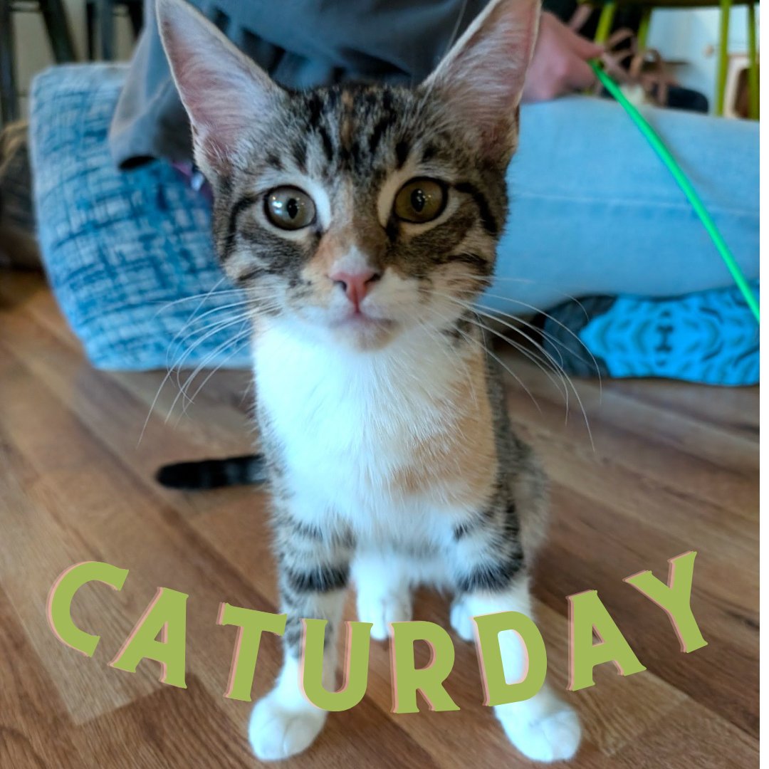 ElGatoCatCafe's tweet photo. Happy Caturday from Jessica & her Gato Furriends 😺 Come snuggle with our sweet, adoptable furrbabies while enjoying a tasty beverage from our cafe ☕️
https://t.co/0EWICo8rto
#cattherapy #houstoncatcafe #meow #adoptdontshop #catcafe #houstontx #catsandcoffee #cats https://t.co/j9acPEMAdx