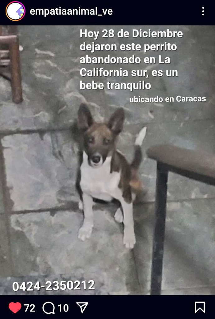 PerroUsuario's tweet photo. URGE resguardo RP @Mary_Jar: URGENTE! Caracas La California. Caso de abandono animal. Urge un resguardo por favor. https://t.co/Qkj2eccucX