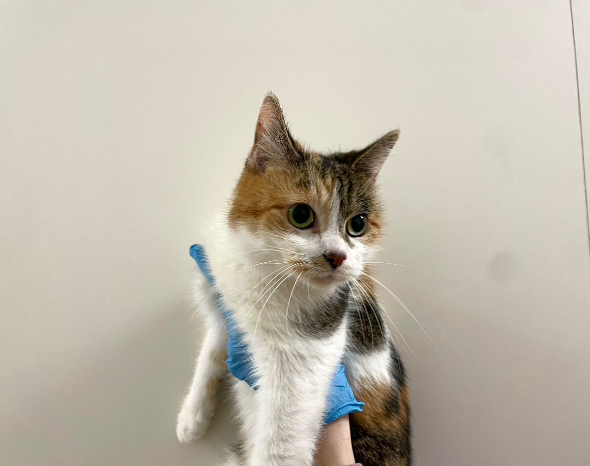 2 kaķes zaudēja šodien saimniekus, kuri aizgājuši mūžībā.
Pēc <a href="/Valsts_policija/">Valsts policija</a> izsaukuma braucām:
Bauskas 29, Rīgā, 10gv kaķene Musja (pa kreisi)
Otra
Viestura prospekts 37
kaķene (pa labi)
Ļoti ceram uz mirušo saimnieku radiem/draugiem, kuri parūpētos uz mūžu
T25473333
<a href="/Ulubele/">Ulubele</a>