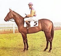 HORSERACING1002's tweet photo. HAIL TO ALL ๐บ๐ธ1962
(HAIL TO REASON - ELLEN'S BEST BY WAR RELIC)
#HailtoAll
B/ Ben Cohen(Fl) May 22, 1962.
O/ Zelda Cohen
T/ Eddie Yowell
28-8-7-8---$494,150
Belmont S, Travers S, Jersey Derby, Hibiscus S.
2nd Pimlico Futurity, Florida Derby, Wood Memorial, Fountain of Youth, New Hampshire Sweepstakes.
3rd Garden State S, Preakness S, Flamingo S, Saranac H, Dwyer H.
Stood at Keswick Farm.
Sired 108 foals, 78 winners, 8 sw, Visier, Hail and Farewell, Last Hail, Big Show,
Died 1972