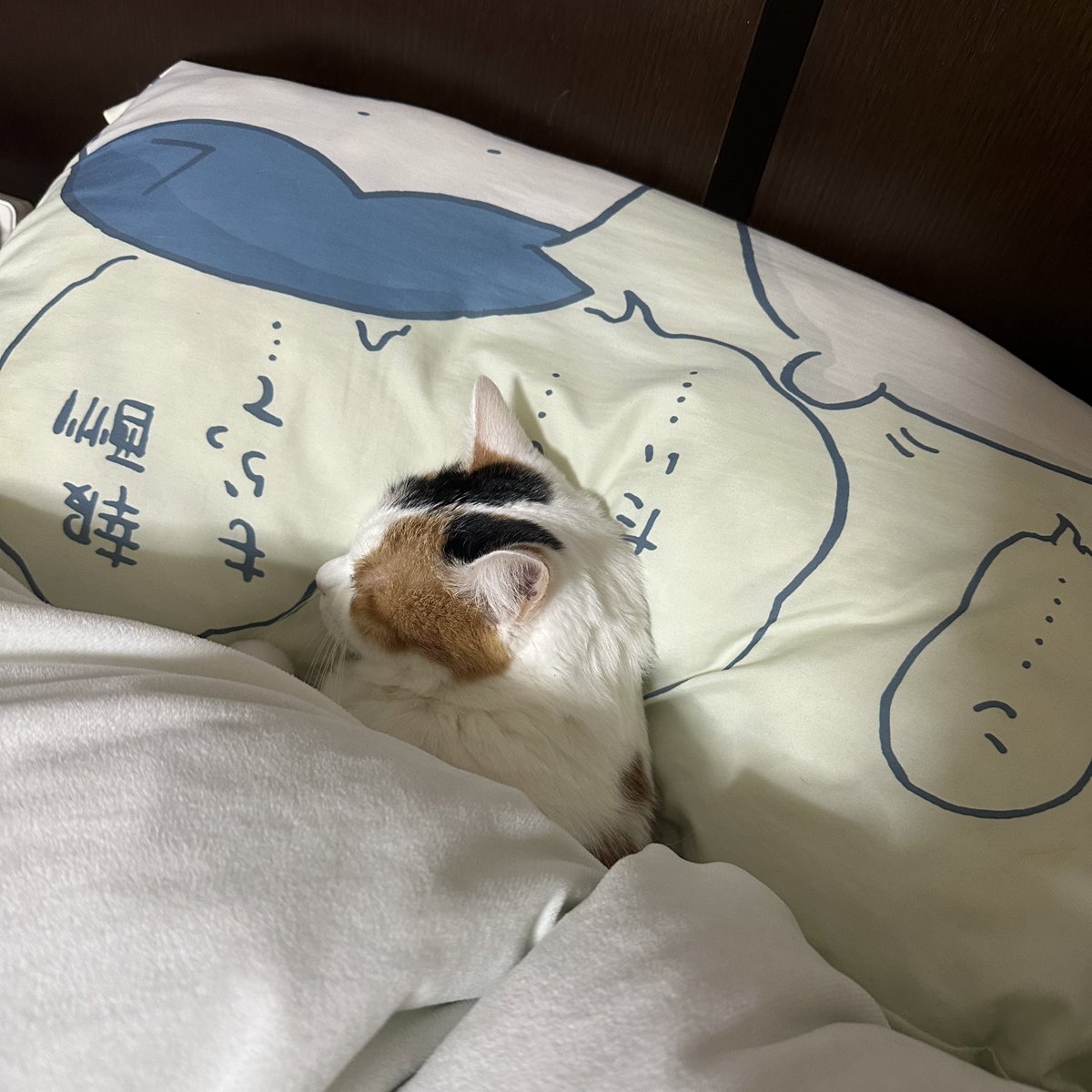 私のお布団、先客がいて眠れないのだがどうすれば
('・ω・`){明日お仕事早いん… 