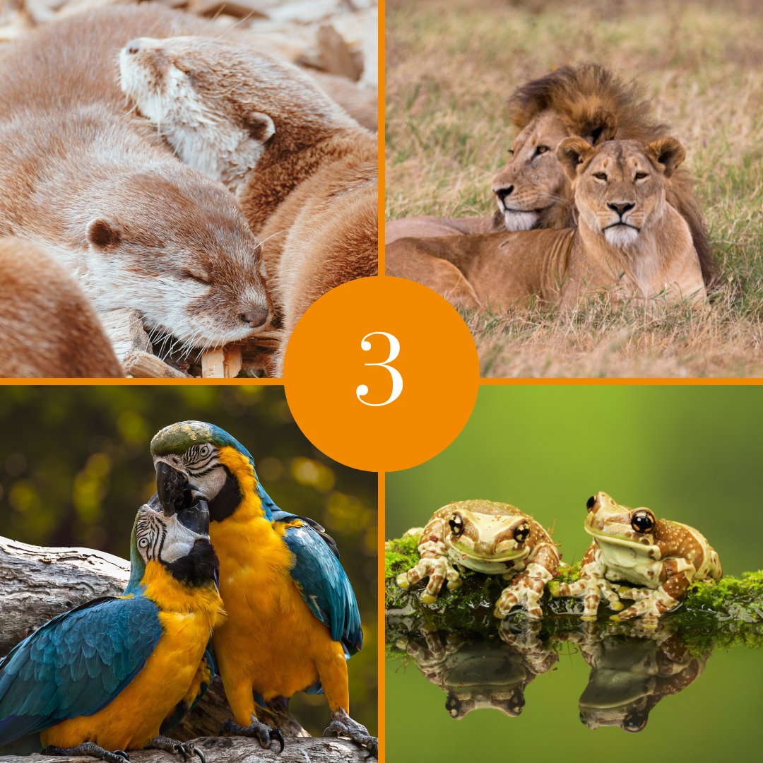 Conservation Nation tweet media