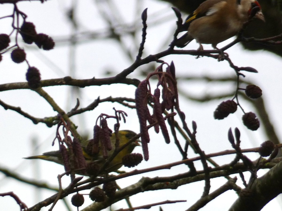 Chris4Patches's tweet photo. It was great to record 10 species of finch &amp; bunting @BibbeysWildFarm today whilst topping up the feeding stations and planning for 2025

Good to see that Yellowhammer numbers have risen to 15+ after a poor autumn
20+ Siskin
10+ Redpoll
5 Reed Bunting
Brambling
#BrumBiosphere https://t.co/WqqcJwel4i