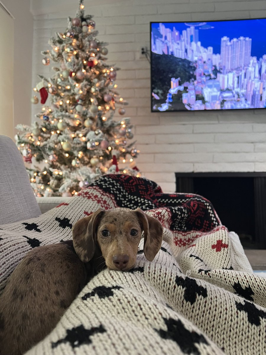 oliverdog's tweet photo. Ella es Clara 🐾. Tiene sólo 6 meses. Celebraba con ilusión su 1ra Navidad, hasta q el 24 a las 12 reventaron cuetes cerca a casa. Le causaron shock, vómitos, se orinó encima + insomnios desde entonces. Seamos conscientes, las mascotas lo sienten + q nosotros🙏🏻 
#NoALaPirotecnia https://t.co/o4jshjrqAq