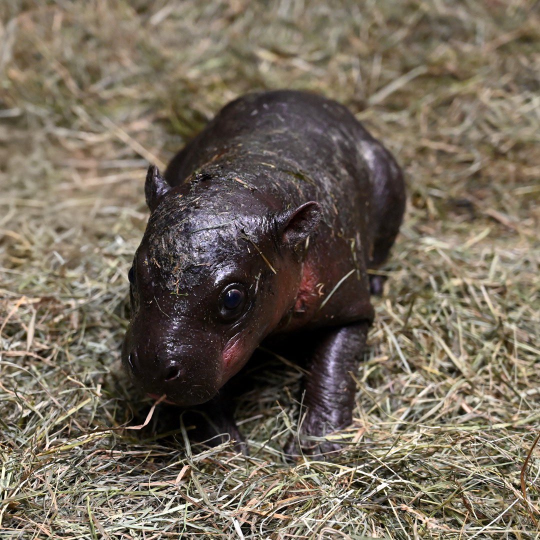metrorhmdzoo's tweet image. In the first 24 hours, we’ve received 14,000+ votes from hippo fans all over the world! 🦛🌏 Amazing!
FYI, if no name gets over 50%, there will be a revote with the top 2. Here are the results so far… & no, we can’t tell you which is which. 😉
🗳️ Vote: shorturl.at/YfA3e