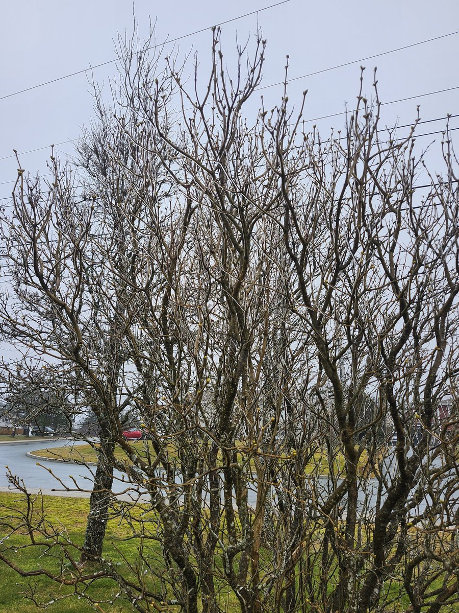 It's 1pm, and the trees are still sparkling with ice! ✨️ 

Hope everyone is having a wonderful holiday!

#nlwx