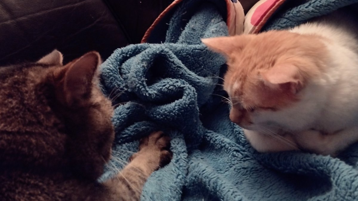 FartyCheddarCat's tweet photo. Figgy comes to see me
Sum biskits he den make
As he purrs all kwiet
He still gets me awake
I wach him and I weach
I tuch him on da paw
He turns awound beside me
And kurls up in a ball
#CheddarPoetry #LiddleBrudder #Figgy #Cuddles #NappyTime https://t.co/7edTUZYFSq