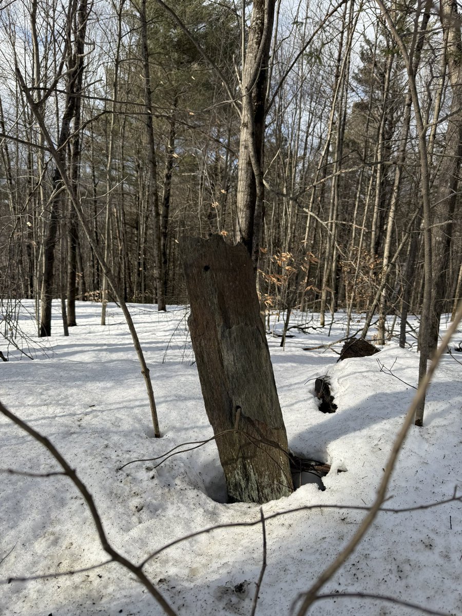 Old Hollow Tree tweet media