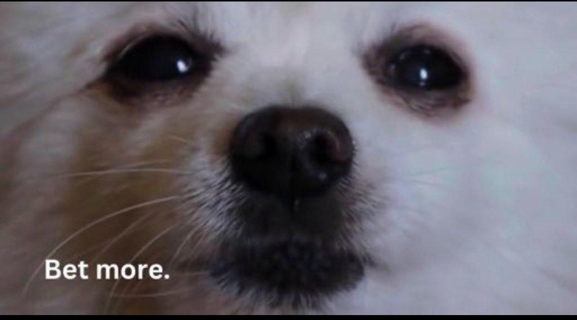Happy 1st Birthday $BORK <a href="/BorkSOL/">BORK</a>! 

I bought you when you were three days old.

I held you for almost your entire life. 

I roundtripped $28k, but that's ok - I still love you.

You taught me to bet more.