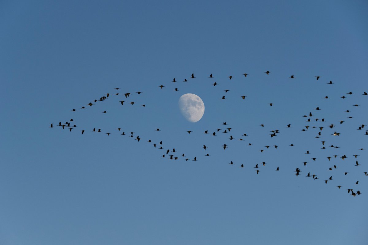 CFOR_change's tweet image. As we orient to the new year, let’s pray that we’ll follow that deeper something guiding us…like these birds in flight. 

With love and warmth to our families, friends, students &amp;amp; colleagues in the UK, Ukraine, Rwanda, &amp;amp; around the world... Arlene and our CFOR team