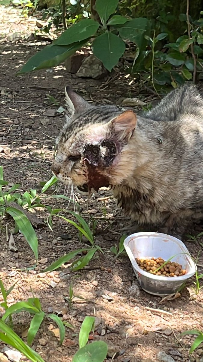 Desculpem a imagem mas é necessario para entenderem a urgência. Estamos com  caso urgente e precisamos resolver senão o bicho vai morrer agonizando. Esta na rua mas conseguimos uma clinica para recebê-lo, porem pregisamos juntar 10 pessoas que possam doar 50,00 cada para a caução