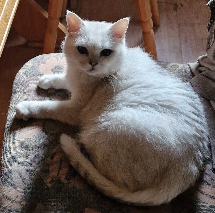 Natürlich bin ich im Recht, wenn es um meine Regeln und deren Einhaltung geht. Leb damit, dass ich vorgebe, wie es läuft und das Sagen habe, nicht du!

#paws #pfoten #fell #fur #flauschpfoten
Findom, Moneymistress, Geldherrin, Geldfetisch