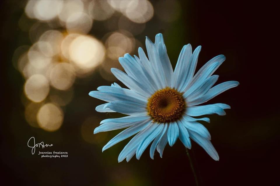 That’s my Daisy dancing by the moonlight, and I absolutely love the bokeh. #Moonlight #Flowers #saturdaymorning