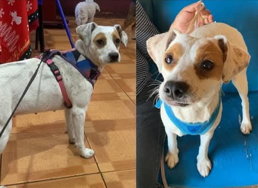 Manchita, recién rescatada, escapó de su hogar temporal cercano al metro La cisterna en la comuna de El bosque. Si alguien la ve, por favor retener y llamar al +56922074648. Se ofrece recompensa. Favor RT!
#ElBosque