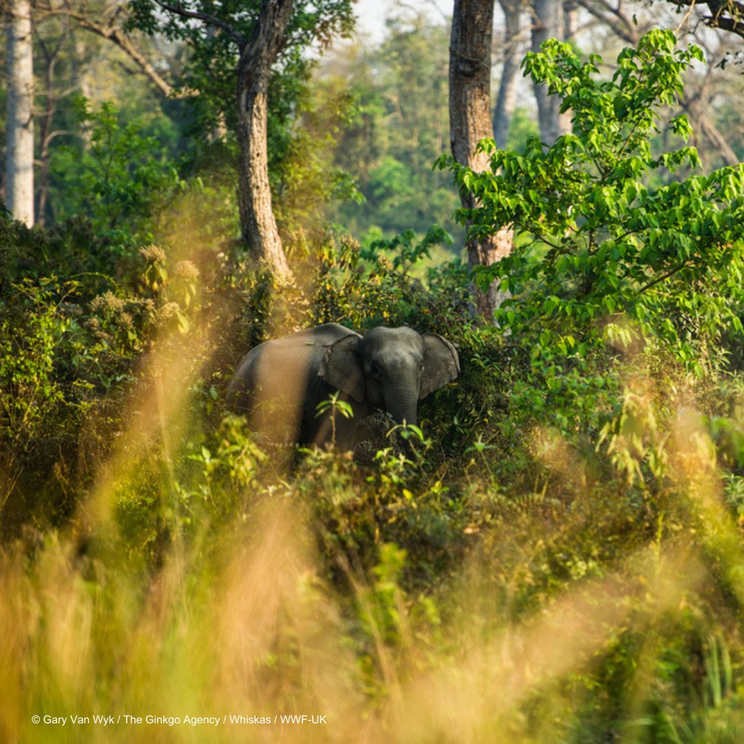 WWF-Canada en français tweet media