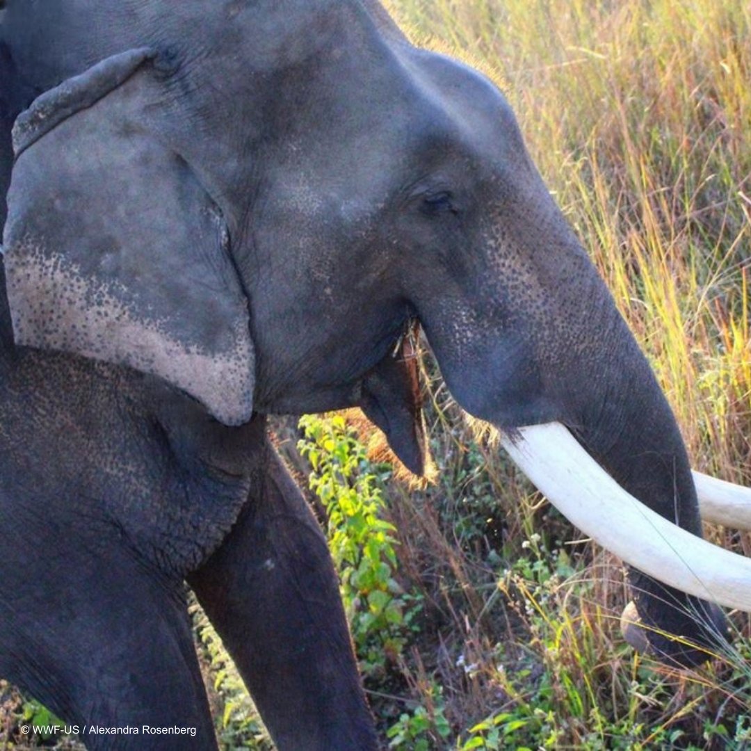 #Réussites2024 : Dans la région de l’Arc du Teraï, au Népal, <a href="/rinjanshrestha/">Rinjan Shrestha</a>, notre expert en espèces asiatiques, a travaillé avec les communautés locales pour soutenir des solutions qui protègent les 🐅, 🦏, 🐘 et léopards ET assurent la sécurité des humains.