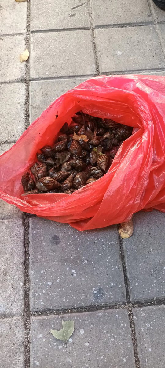 Secretaría de Salud Distrital tweet media