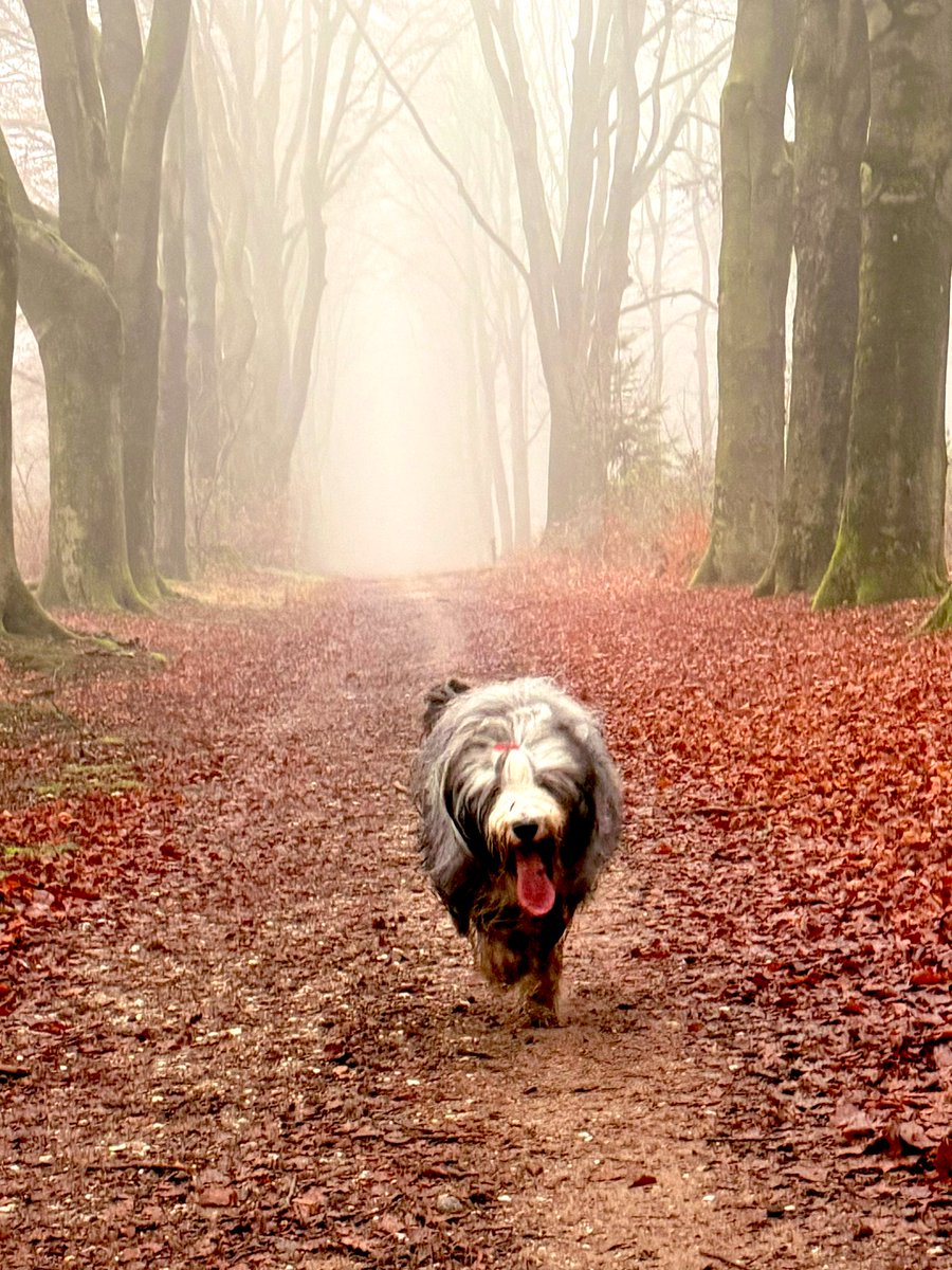 Frank Jongejan 🗽 (@frankjongejan) on Twitter photo 