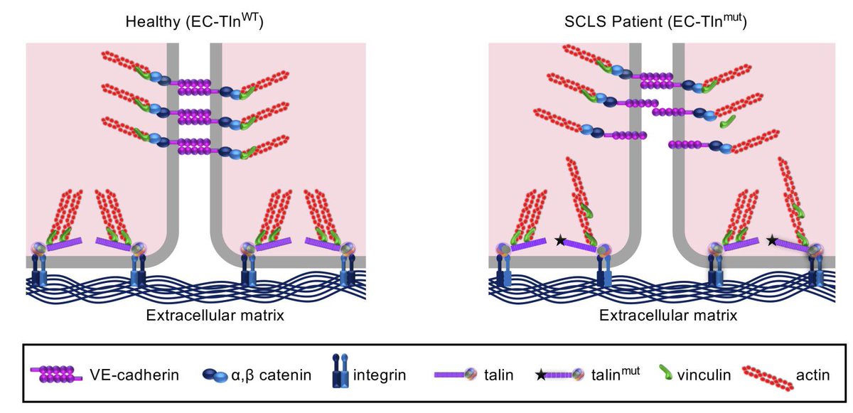 KostourouVasso's tweet photo. At the end of a challenging year, in collaboration with Tamar Harel, Naama Elephant, @bengoult, we found a #Talin 1 mutation that is genetically associated with #SCLS and affects#endothelial #permeability linking #cell- #ECM adhesion to #adherens Junction https://t.co/7UD90TpMdJ https://t.co/XxMCgCmDa1