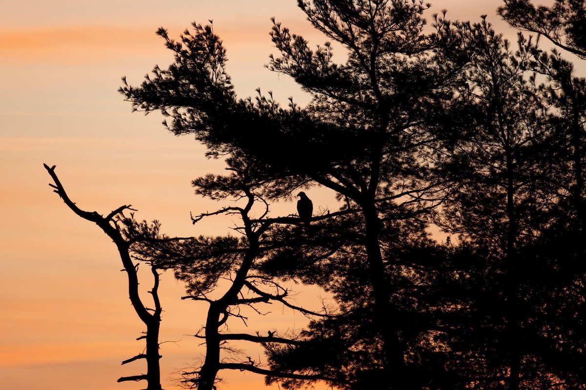 niceronak's tweet photo. i freaking love birds https://t.co/AFQRwykyPf