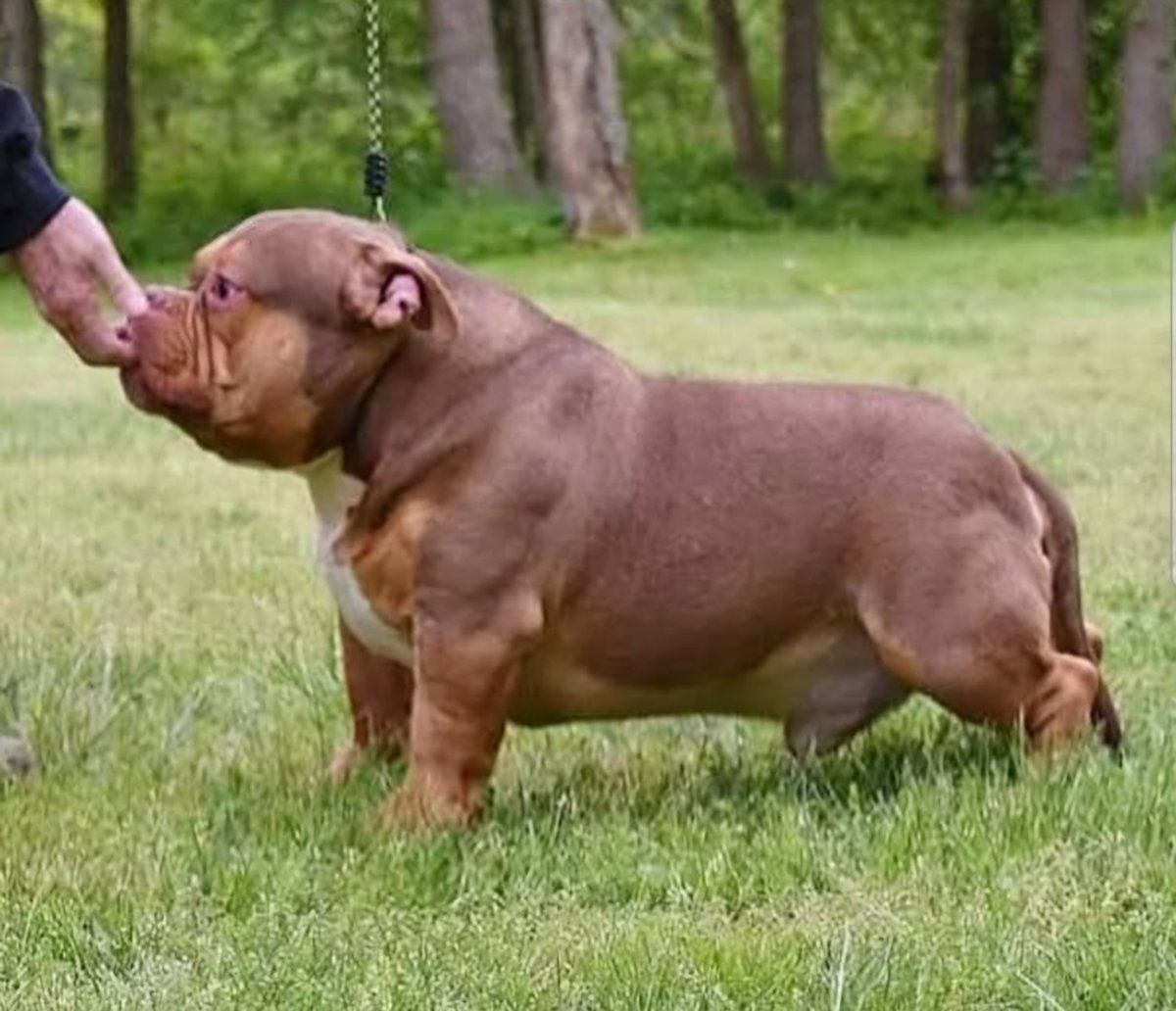 BETTERBULLYS PRINCE CHARMING