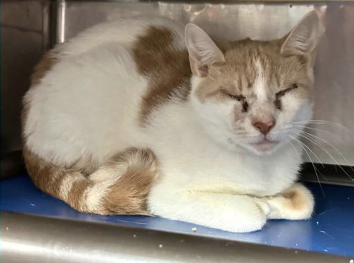 LOVE_CATS_ONE's tweet photo. I have just been contacted by a rescue who needs pledges for rescuing :
SNOW 2 yo who has suspected entropian πππΏππ since 13 days in Manhattan ACC
Goal is 800 usd for this kind of surgery π
Please RT or pledge if you can to save her life πππΏπ Thank you
https://t.co/FHS0n6tGzQ