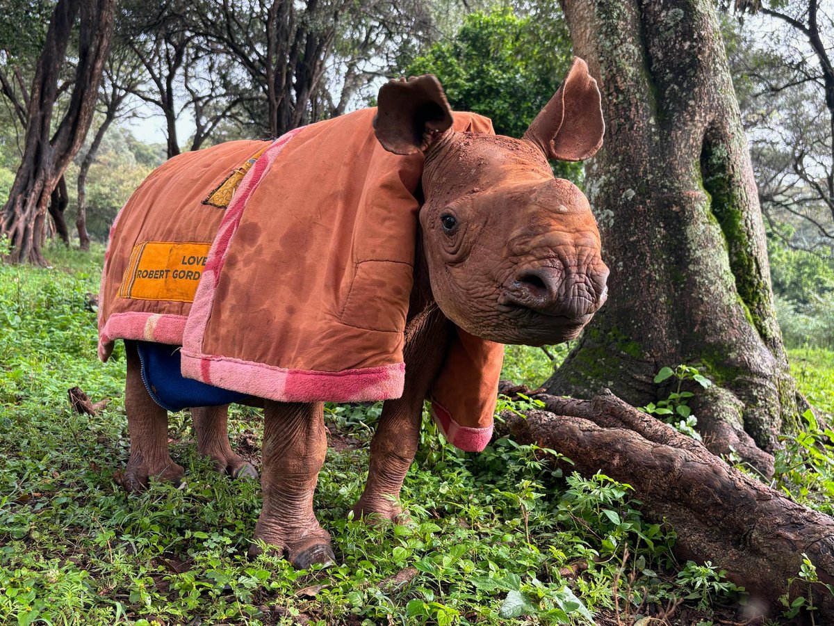 🌍✨ Did you know that with the new year, we have a chance to make a difference for one of the world's most endangered species? 🦏💚 Rhinos are facing critical threats, and together, we can help protect them!

As we step into 2025, let's commit to conservation and ensure a